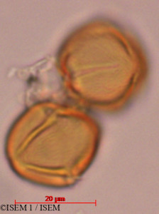 Tapirira obtusa - lame n° 29318